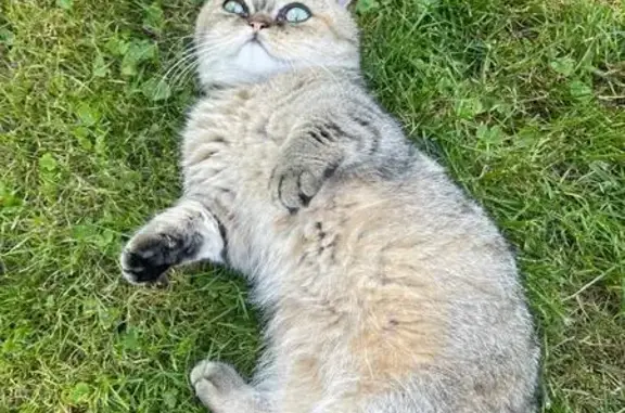 Chat perdu, , photo: Chat Minuet tigré perdu - Alteckendorf