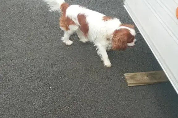 Chien Cavalier trouvé à Aigrefeuille - photo