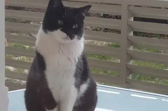 Chat perdu à Pollestres retrouvé - photo