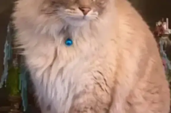 Lost Cat Itchy: Blue Eyes, Cream/Brown Fur