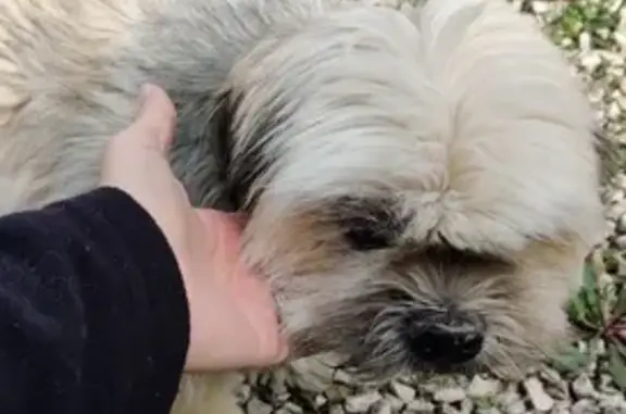 Chien Lhassa apso perdu à Loriol - photo