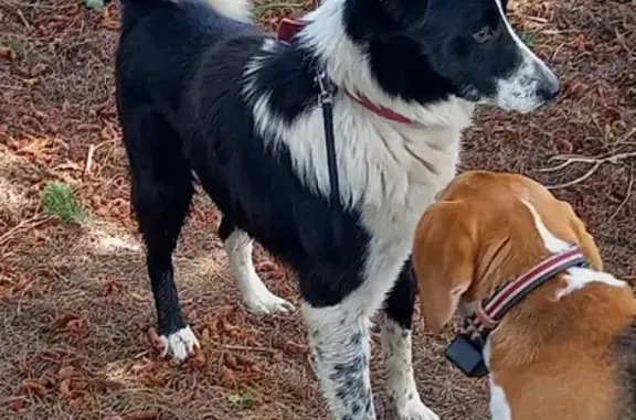 Chien trouvé Saint-Jean-Bonnefonds, photo: Chien border collie trouvé à Saint-Jean