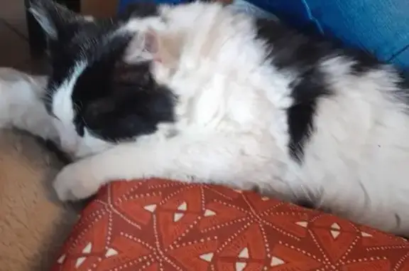 Chat doux trouvé à Gleize 504 - photo