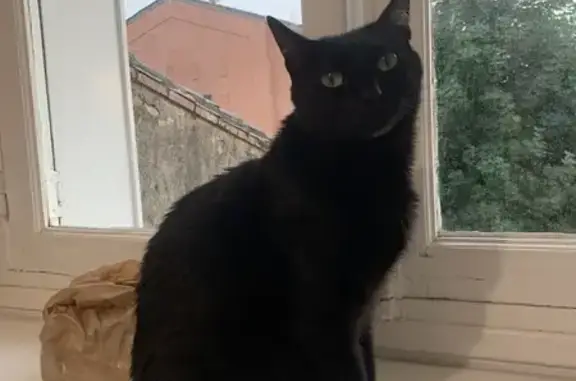 Chat perdu, Toulouse, photo: Chat perdu Allée Demoiselles 26