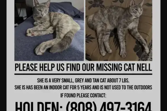 Lost: Shy Grey Cat with Unique Tail - Help!