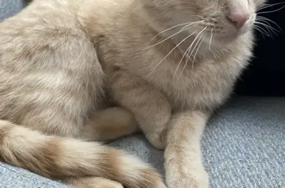 Chat roux trouvé à Roubaix - photo