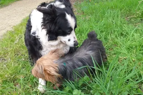 Chien noir/blanc et fauve perdus - photo