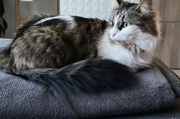 Animaux perdus , photo: Chatte grise/blanche perdue à Authezat