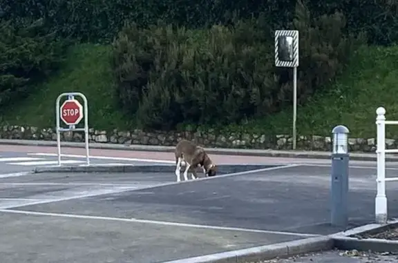 Chien égaré à La Hague - photo