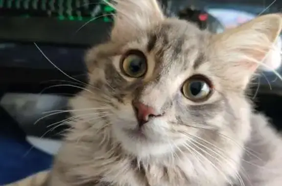 Chat perdu, Villeurbanne, photo: Chaton gris perdu à Villeurbanne
