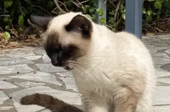Chat siamois perdu à Pérols - photo