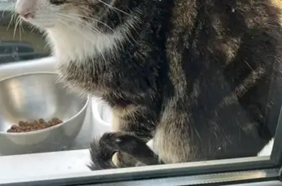 Chat affamé tatoué 254 FMG trouvé - photo