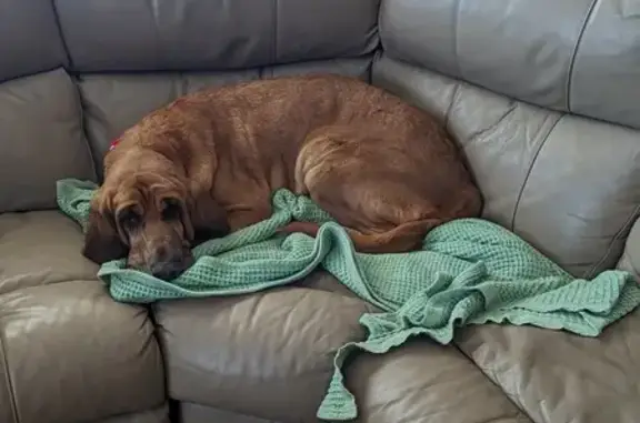 Help Find Ruby: Large, Loving Tan Bloodhound!