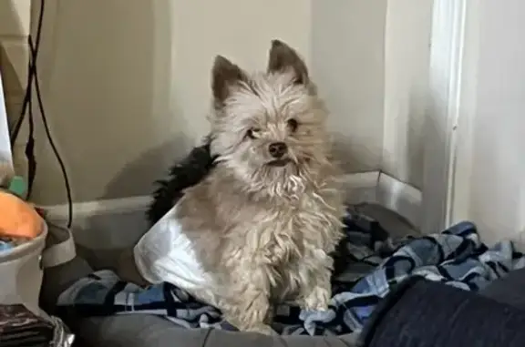 Help Find Coco: Senior, Tan Dog Lost in Towson!