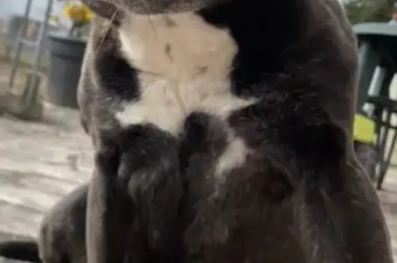 Chien perdu retrouvé à Ruaudin - photo