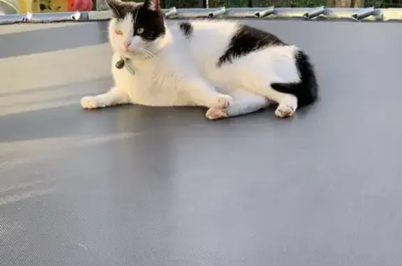 Chat noir/blanc collier trouvé - photo