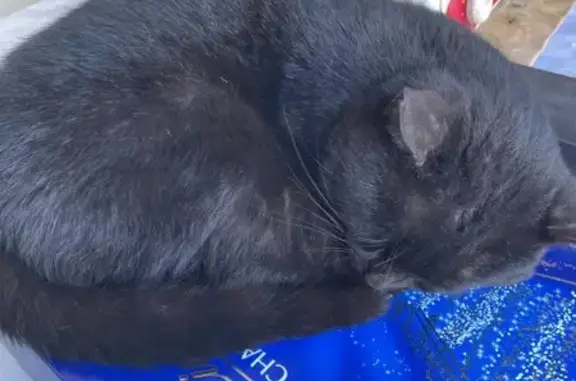 Chat affectueux trouvé à Troyes - photo