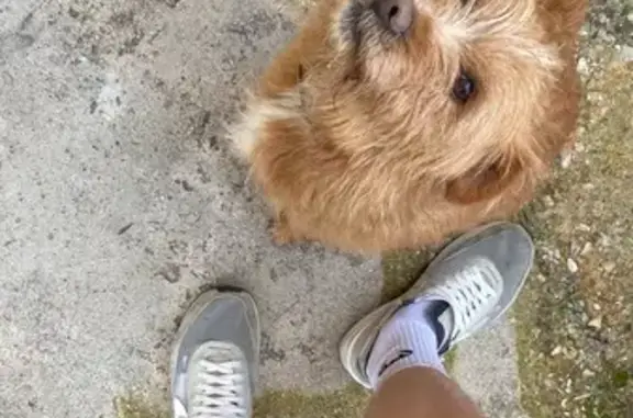 Animaux trouvés , photo: Chien trouvé sans ID à Eyraud