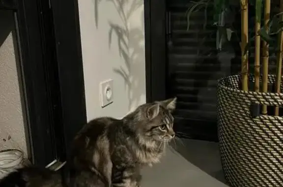 Chat trouvé Nort-sur-Erdre, photo: Chat angora docile trouvé à Nort