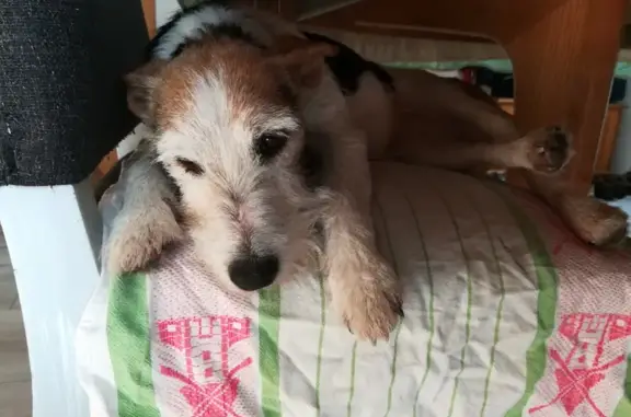 Chien Jack Russell blessé trouvé - photo