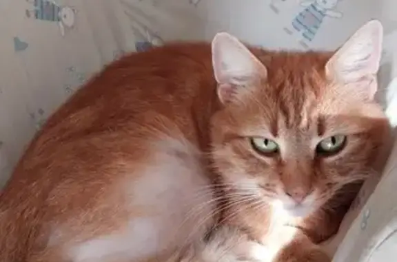 Chatte rousse tigrée trouvée à Pacy - photo