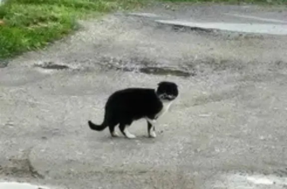 Chat noir et blanc blessé trouvé - photo