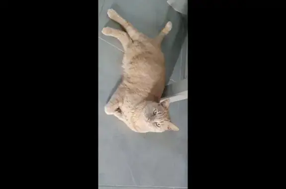 Animaux perdus Châteauneuf-sur-Loire, photo: Avis de recherche: Oliver, chat roux
