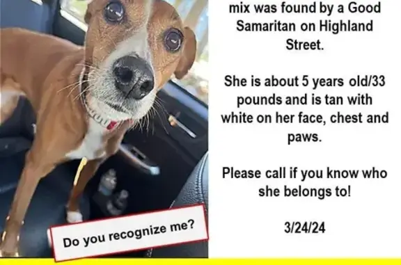 Found Dog: Tan & White in Athol - Help!