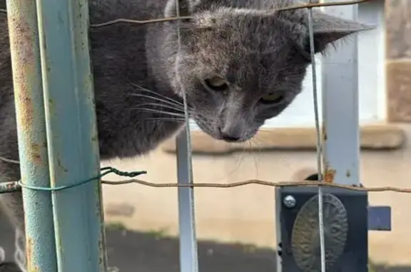 Animaux trouvés Sainte-Florine, photo: Chat gris perdu - Ste-Florine