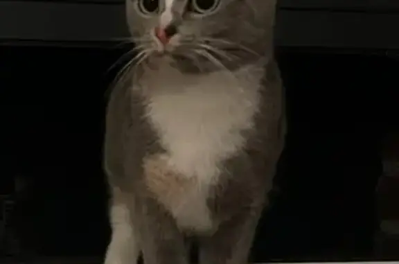 Animaux perdus Dunkerque, photo: Chat tricolore perdu à Dunkerque