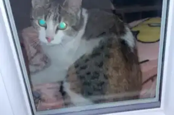 Chaton trouvé dans le 15ème - photo