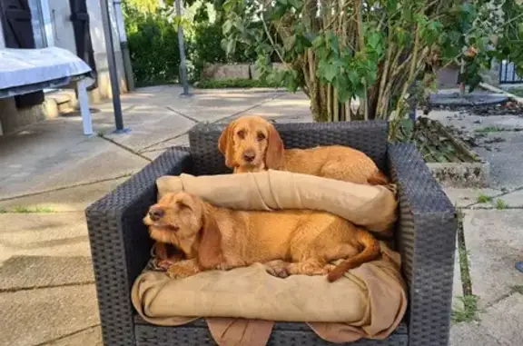 Animaux perdus Plan-d'Aups-Sainte-Baume, photo: Alerte: Deux bassets perdus