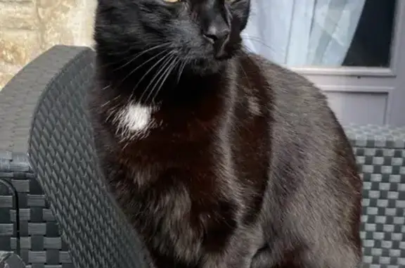 Animaux perdus , photo: Chat perdu à Chaumont 23/03