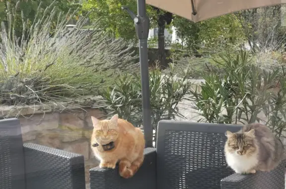 Chat perdu, Ytrac, photo: Avis de recherche: Chat Lucky