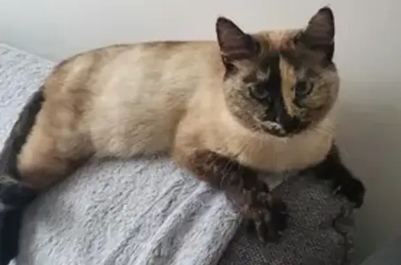 Chatte crème aux yeux bleus trouvée - photo