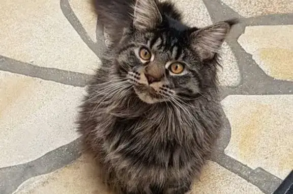 Animaux perdus , photo: Chat Oskar perdu à Vergeroux