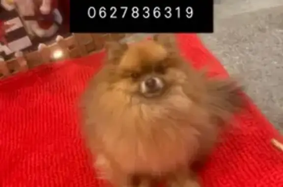Chien perdu , photo : Spitz sable perdu à Herblay