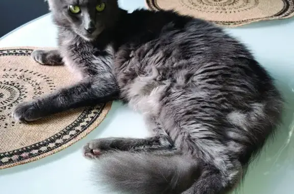 Chat perdu, Ploumagoar, photo: Chat gris perdu à Ploumagoar