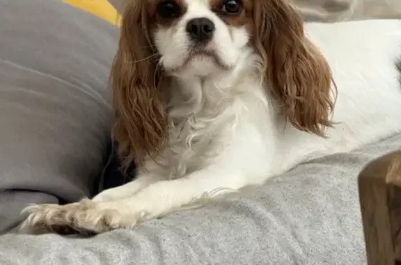 Animaux perdus Antibes, photo: Perdu: Cavalier King Charles