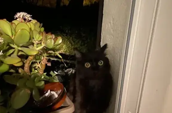 Animaux perdus Cagnes-sur-Mer, photo: Chaton Yüna perdu à Cagnes-sur-Mer