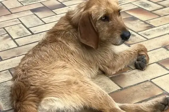 Griffon perdu: mâle, doux, 2-3 ans - photo