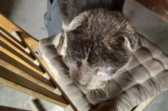 Chat malade retrouvé à Draché - photo