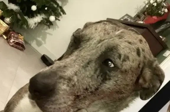 Chien perdu , photo : Nala, chien perdu avec York