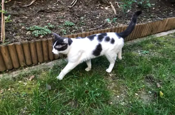 Chat noir et blanc perdu à Saint-Ouen - photo