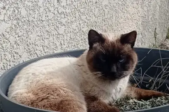 Chat trouvé , photo: Chat siamois blessé trouvé à Donzère