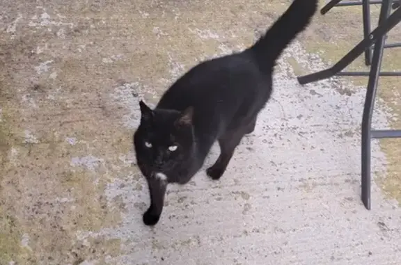 Chat noir docile trouvé RD42 - photo
