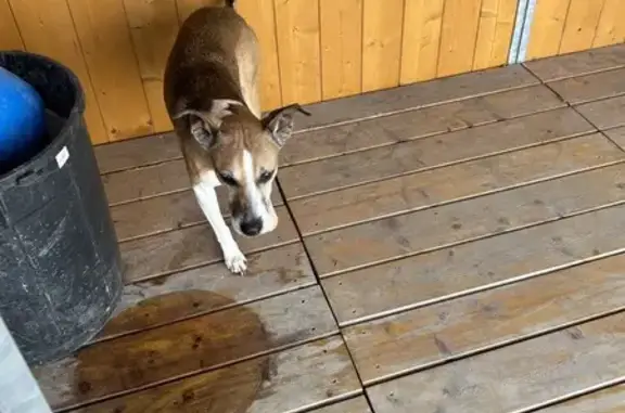 Chien mâle perdu à Douvres - photo