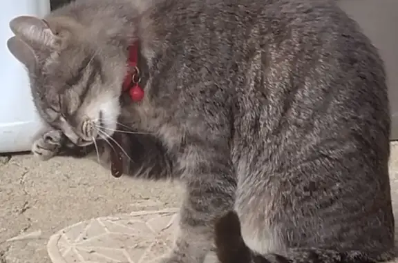 Chat gris castré trouvé à Vallons - photo