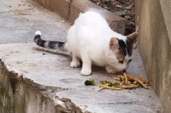 Chaton errant maigre à Bastia - photo