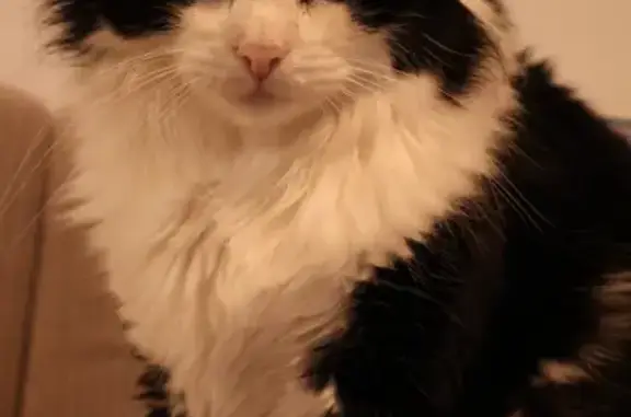 Animaux perdus Bordeaux, photo: Chat noir et blanc perdu à Bordeaux